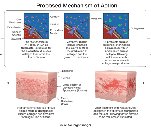 illustration of mechanism of action
