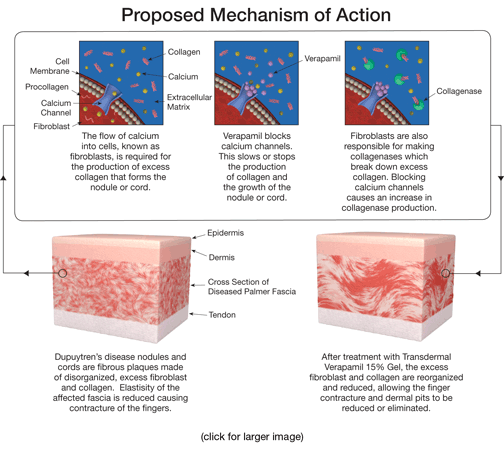 illustration of mechanism of action